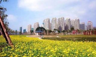 樱花树红色 樱花树红色